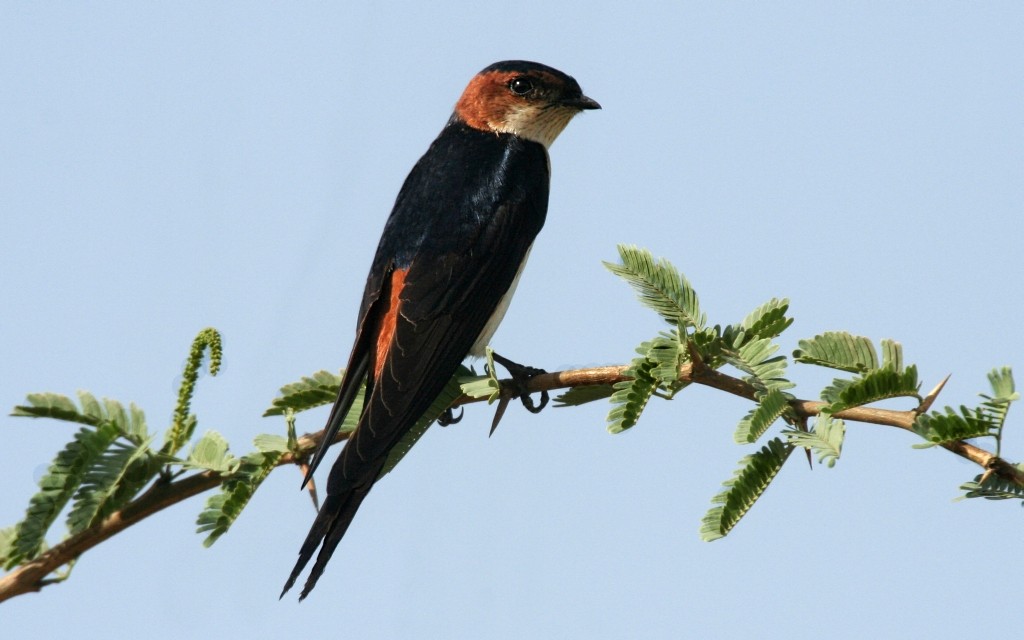 Red-rumped Swallow - ML204808371