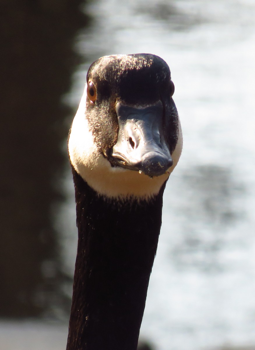 Canada Goose - martin achtman