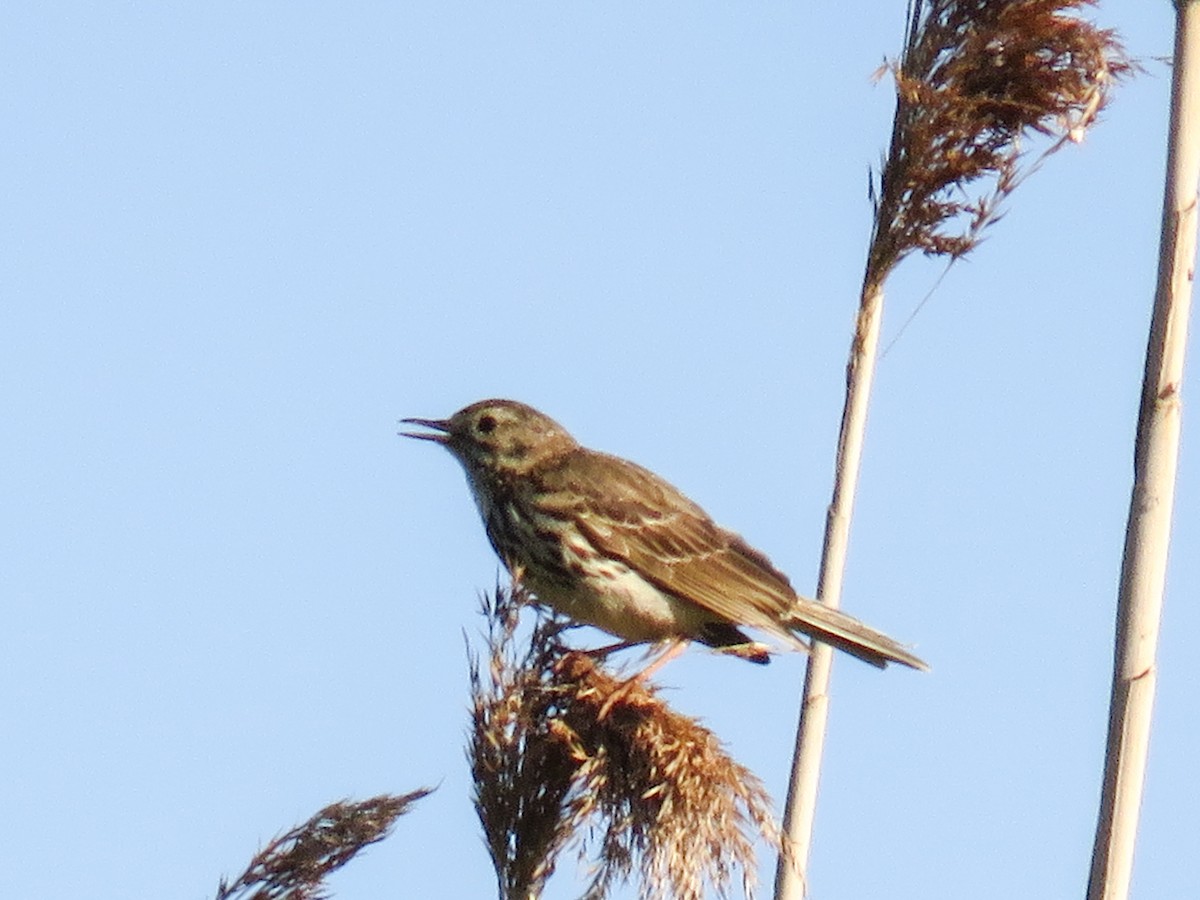 Meadow Pipit - ML204810151