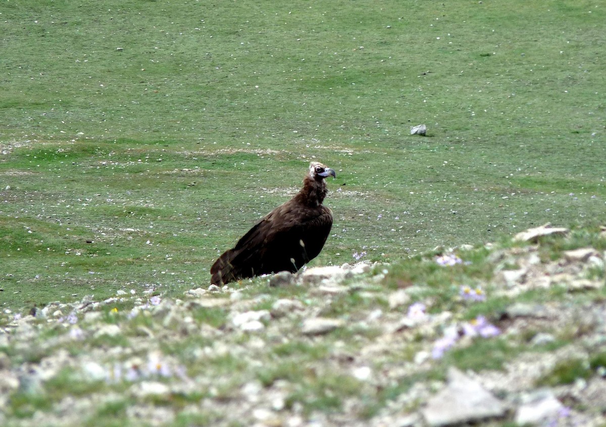 Cinereous Vulture - oscar delareina
