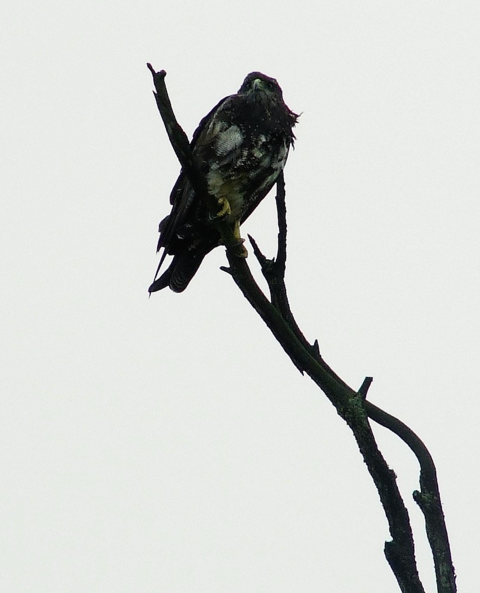 Black-chested Buzzard-Eagle - oscar delareina
