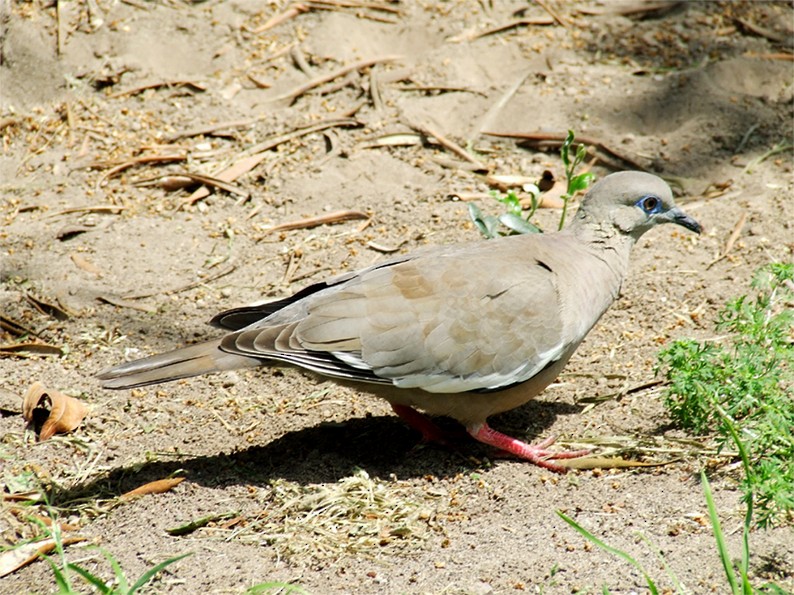 West Peruvian Dove - oscar delareina