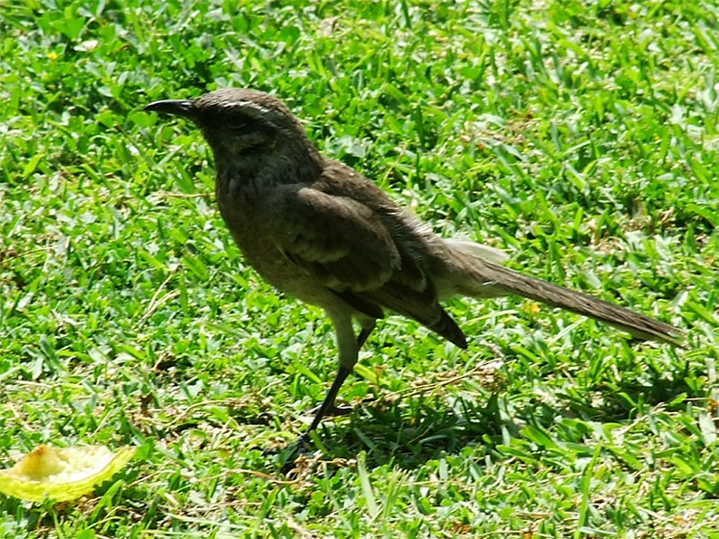 Long-tailed Mockingbird - ML204810601