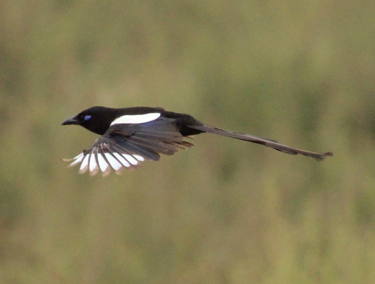 Maghreb Magpie - ML204811001