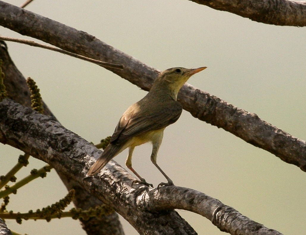 Melodious Warbler - ML204811061