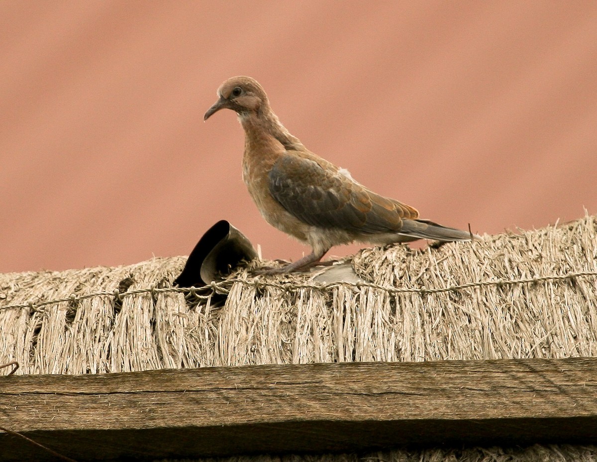 Laughing Dove - ML204811191