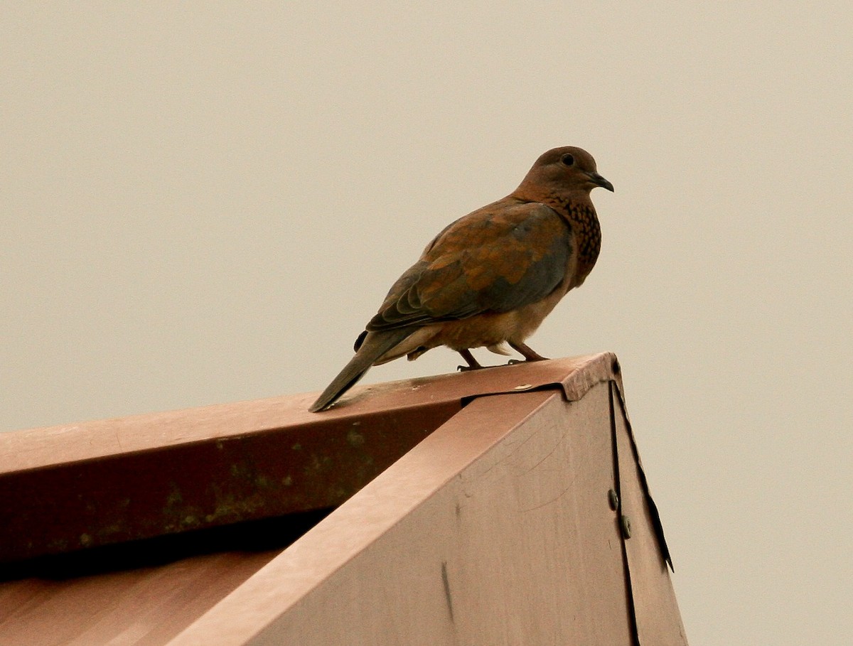 Laughing Dove - ML204811201