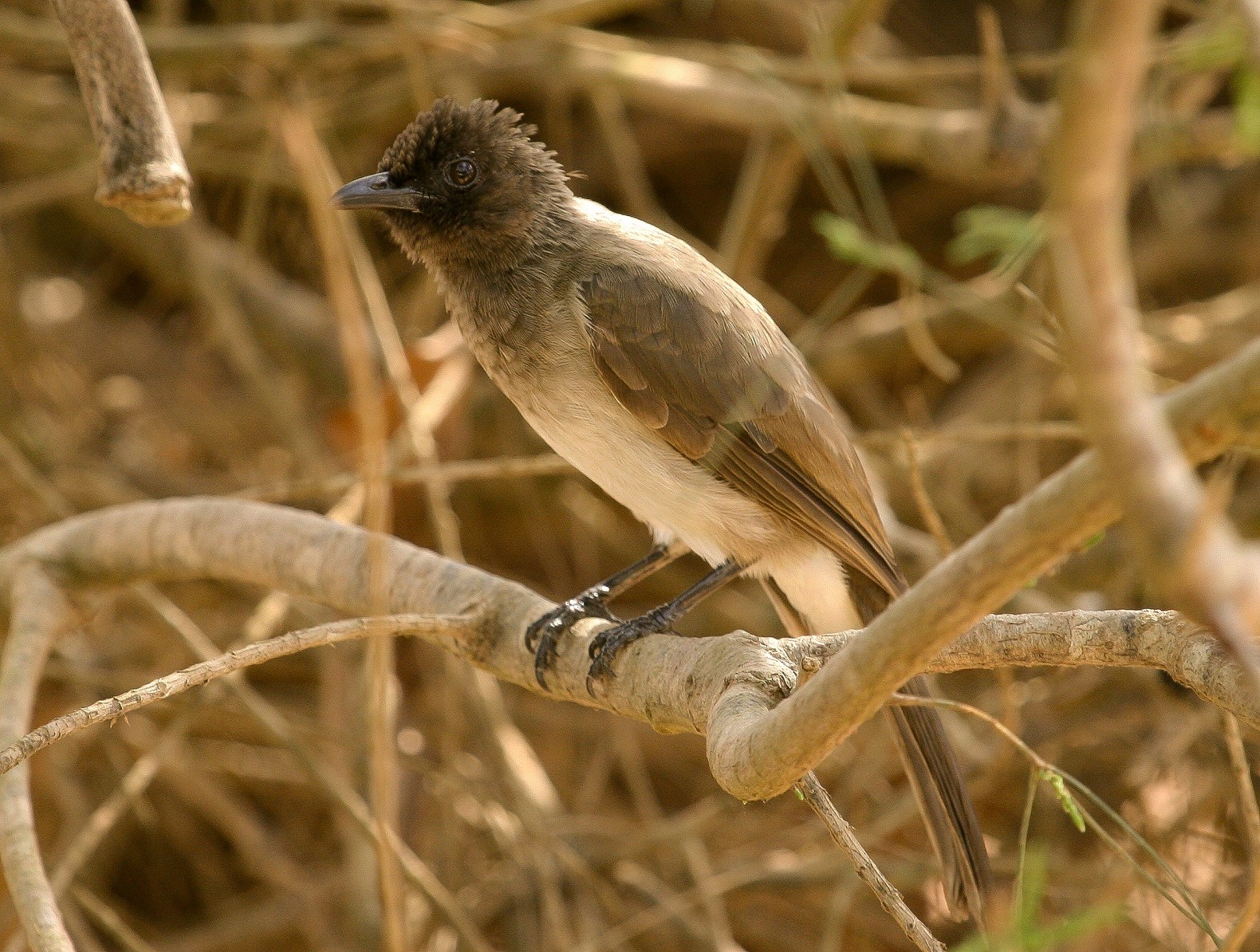 アフリカヒヨドリ Barbatus グループ Ebird
