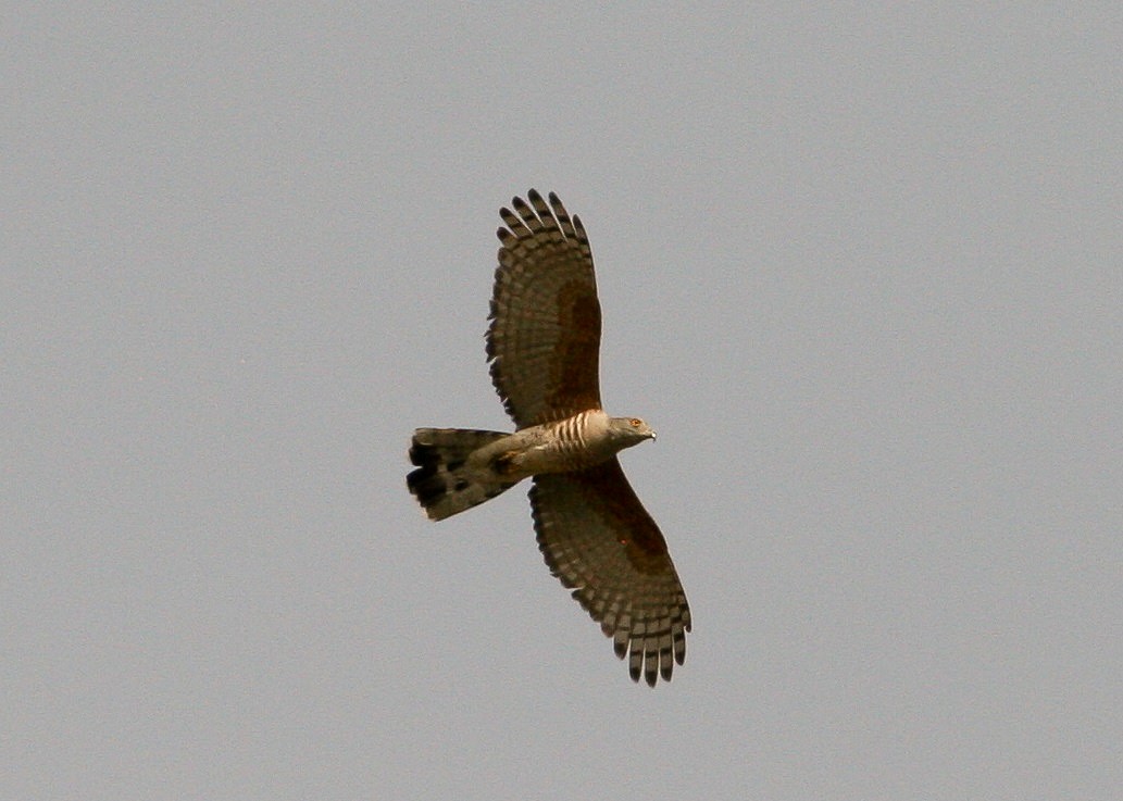 African Cuckoo-Hawk - ML204811311