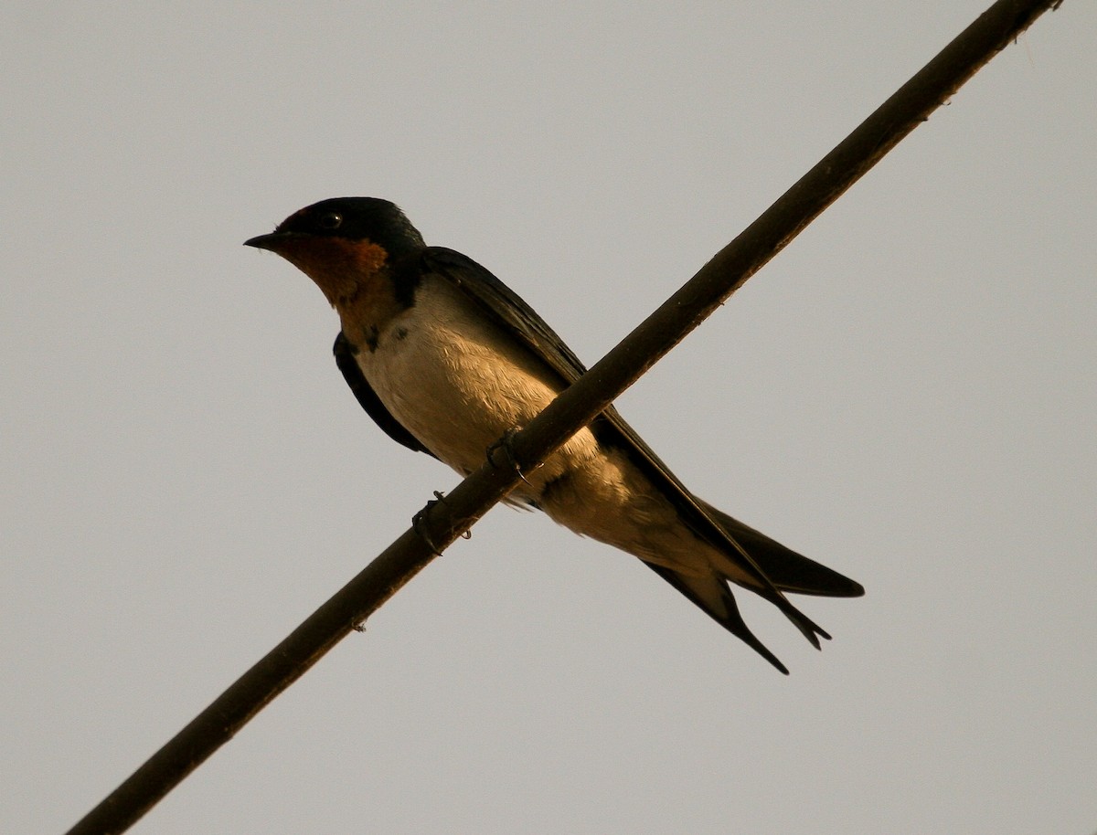 Red-chested Swallow - ML204811381