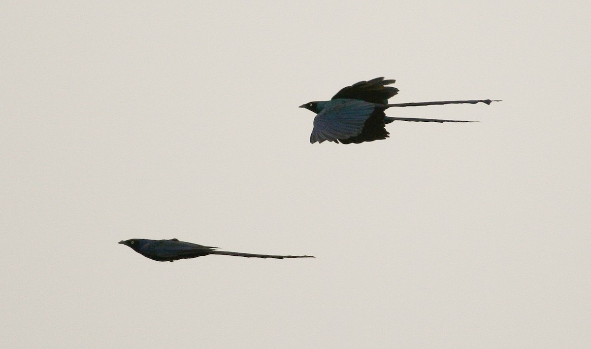 Long-tailed Glossy Starling - ML204811401