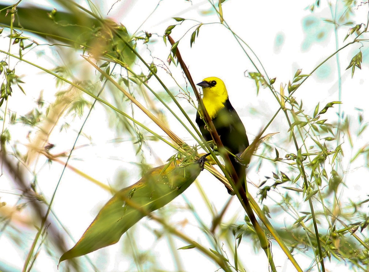 Yellow-hooded Blackbird - Luis Mario Arce