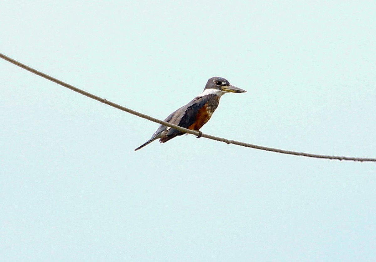 Ringed Kingfisher (Northern) - Luis Mario Arce