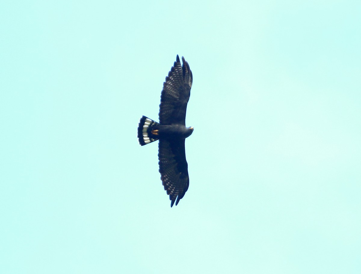 Zone-tailed Hawk - Luis Mario Arce