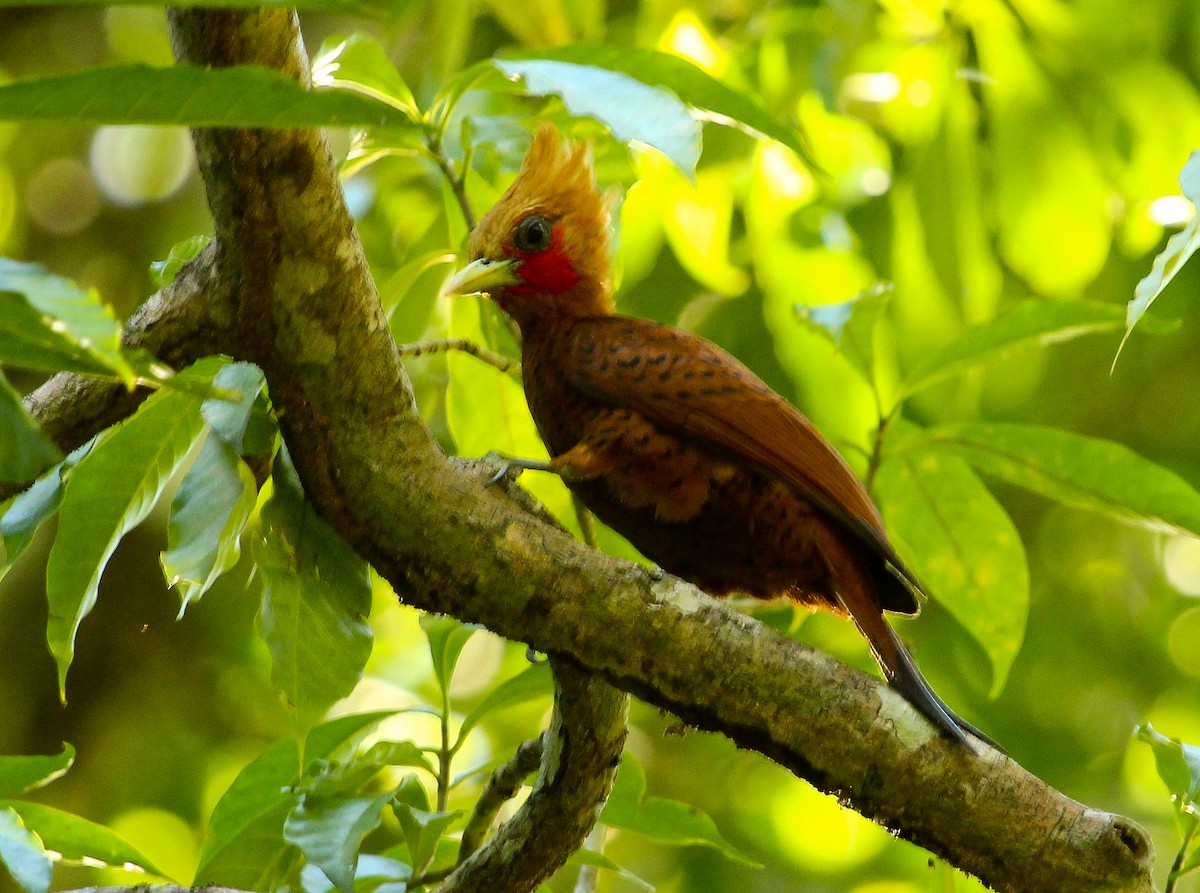Chestnut-colored Woodpecker - Luis Mario Arce
