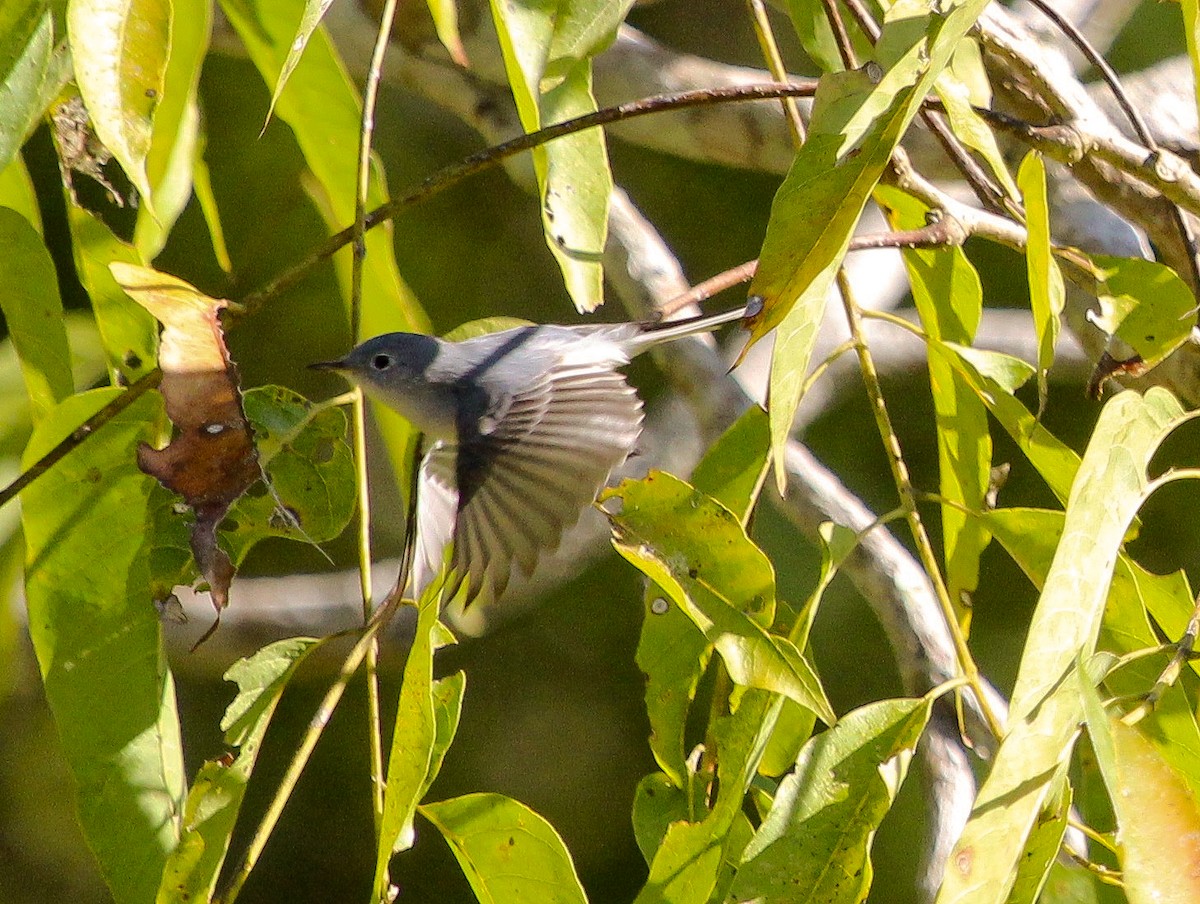 Blue-gray Gnatcatcher (caerulea) - Luis Mario Arce