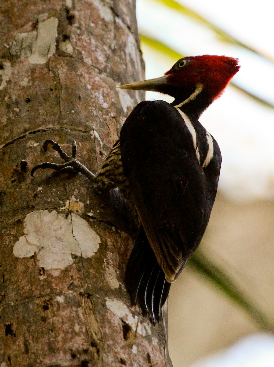 Pale-billed Woodpecker - Luis Mario Arce
