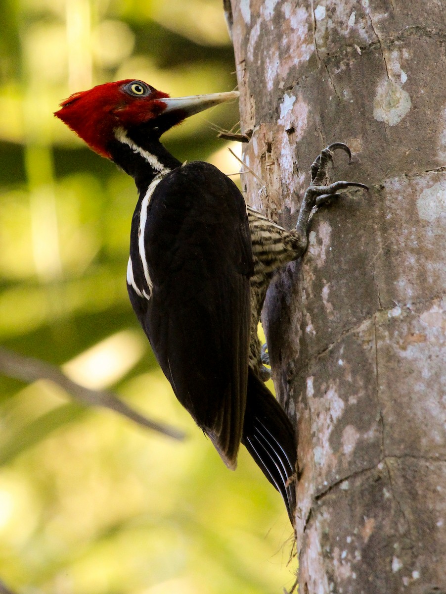 Pale-billed Woodpecker - Luis Mario Arce
