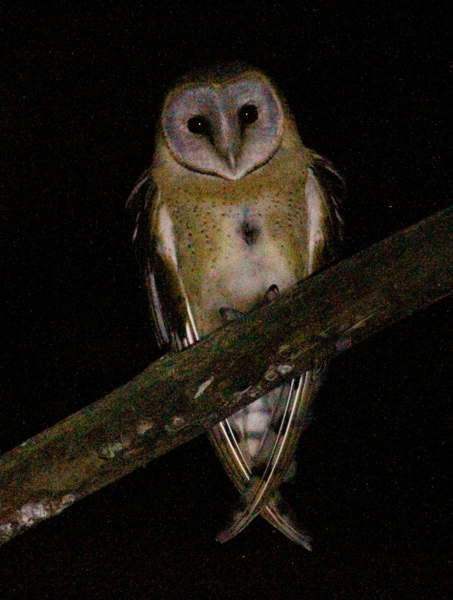 Barn Owl (African) - ML204812371