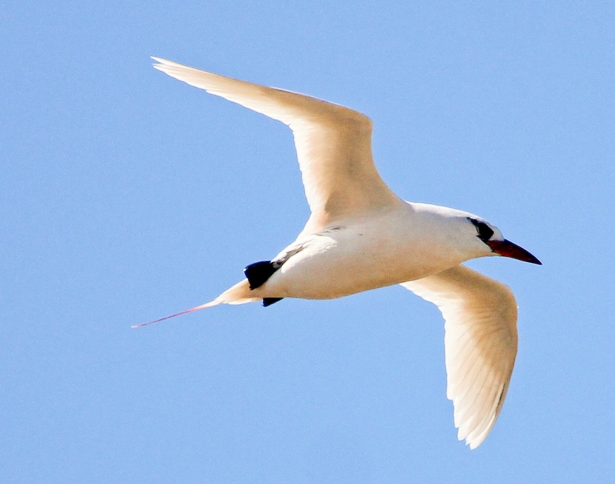 Red-tailed Tropicbird - ML204812401