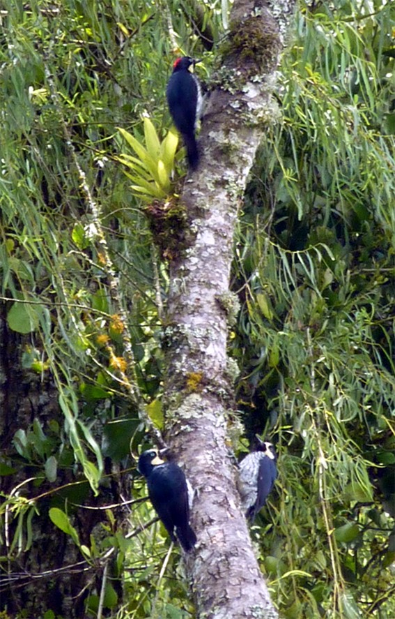 Acorn Woodpecker - oscar delareina