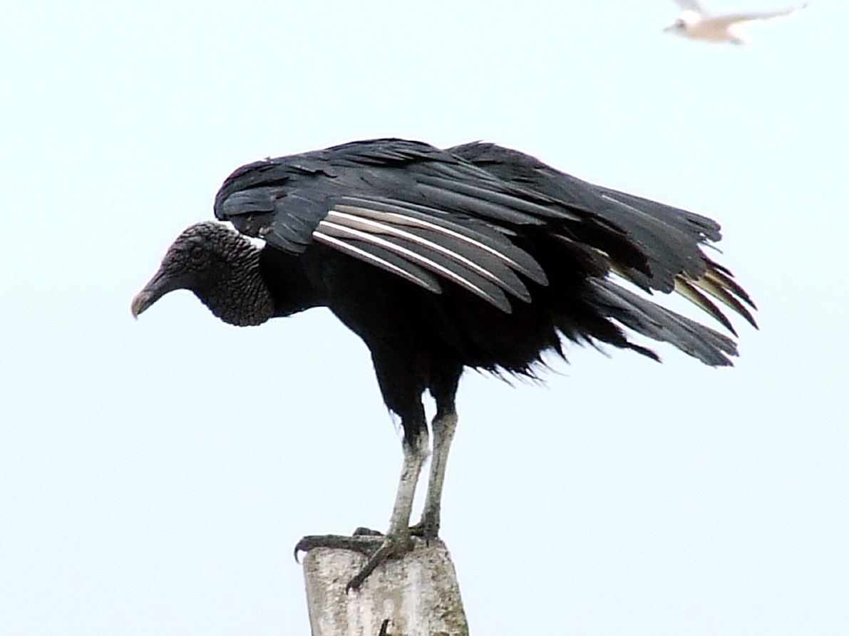 Black Vulture - oscar delareina