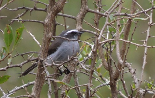 White-browed Chat-Tyrant - ML204813141