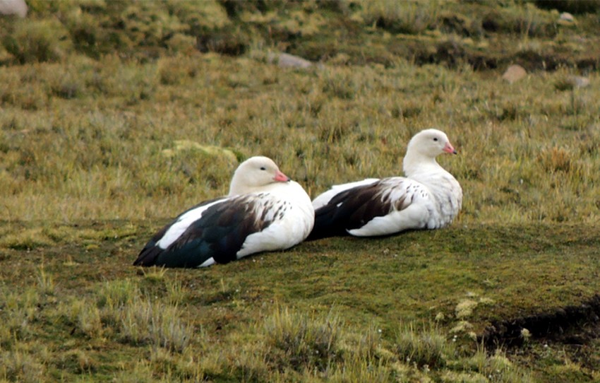 Andean Goose - oscar delareina