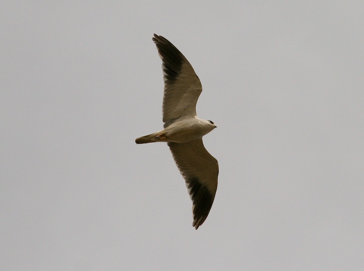 Black-winged Kite (African) - Luis Mario Arce