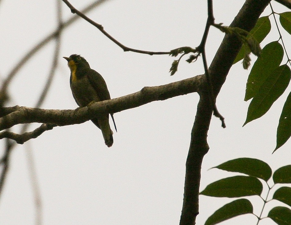 Yellow-throated Cuckoo - ML204813311