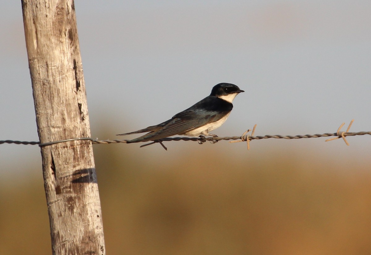 Pearl-breasted Swallow - ML204813511