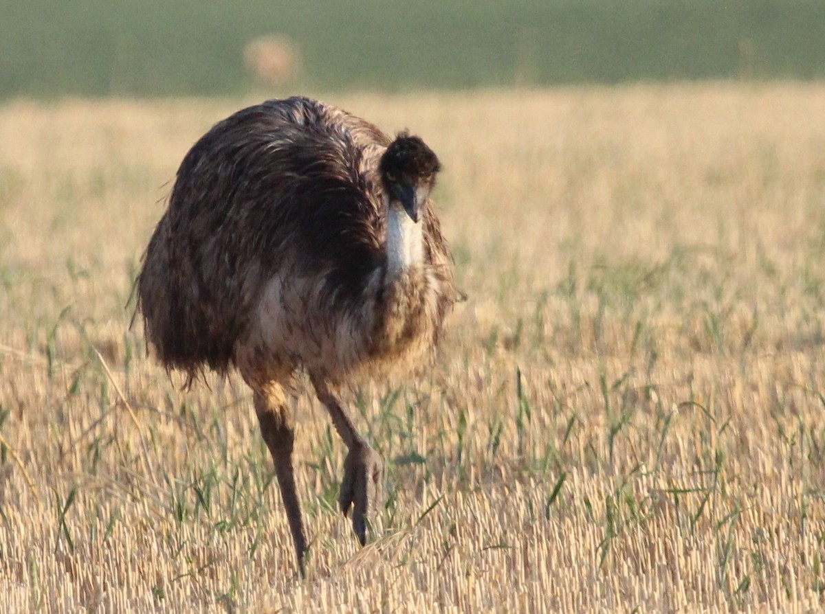 Emu - Luis Mario Arce