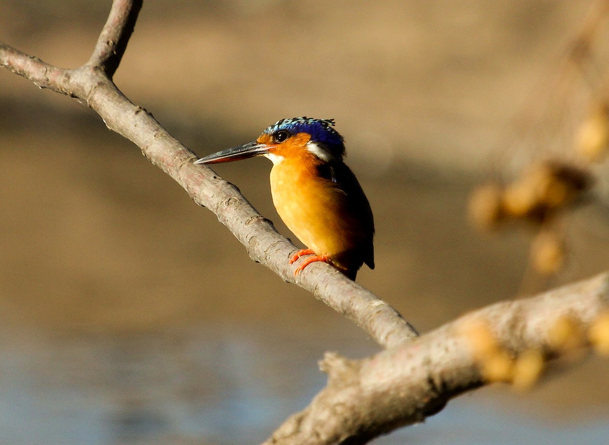 Malagasy Kingfisher - ML204814621