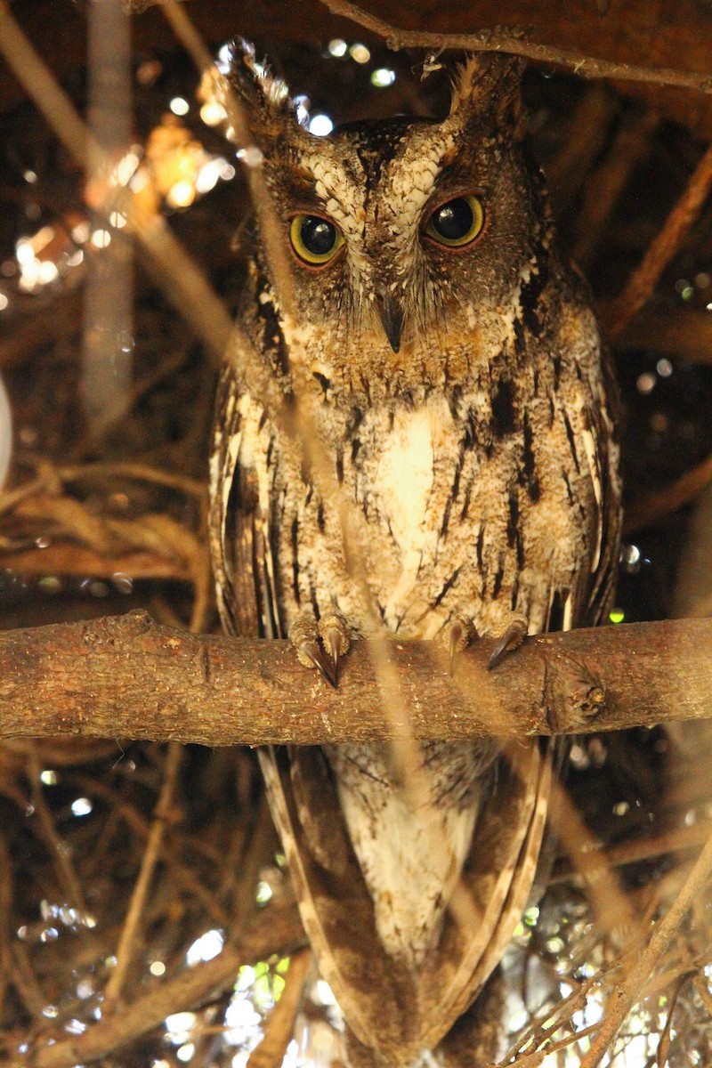 Madagascar Scops-Owl (Torotoroka) - Luis Mario Arce