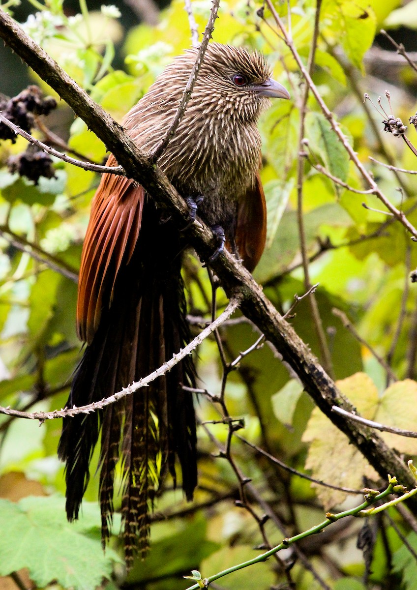 Malagasy Coucal - ML204814771