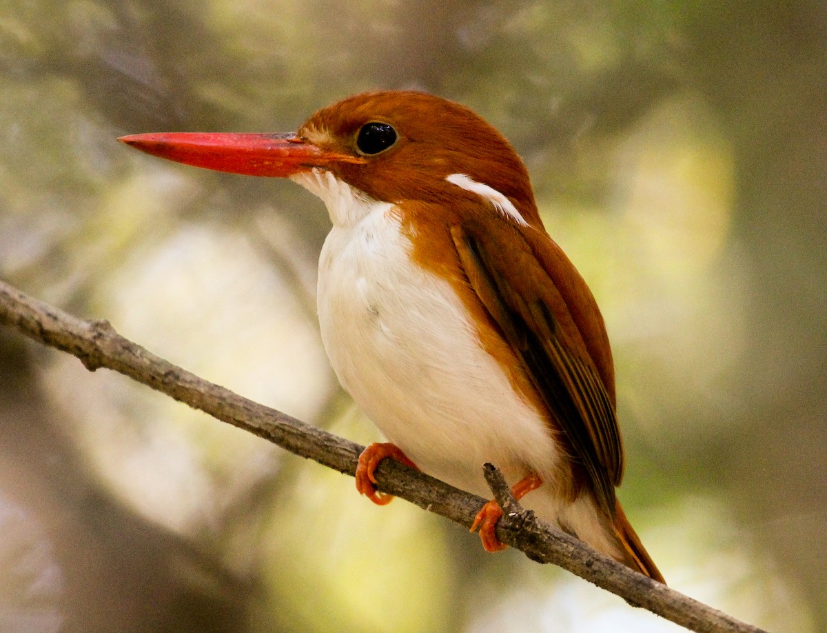 Madagascar Pygmy Kingfisher - ML204814811