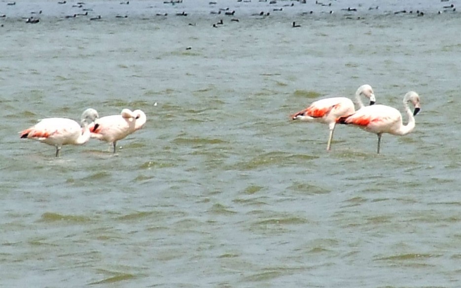 Chilean Flamingo - oscar delareina