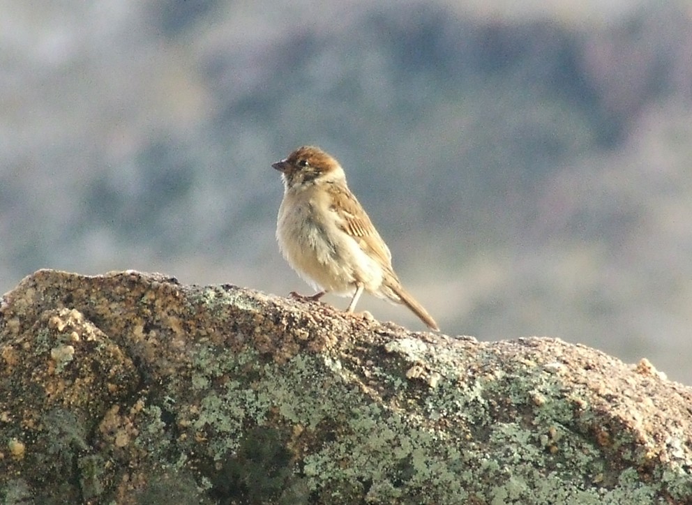 Eurasian Tree Sparrow - oscar delareina