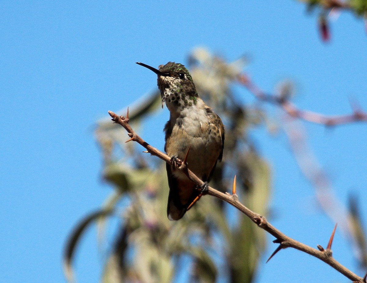Broad-tailed Hummingbird - ML204816251