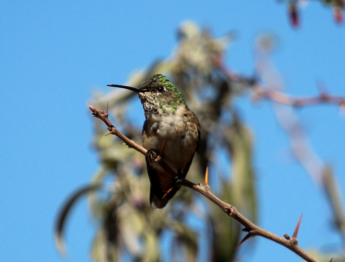Broad-tailed Hummingbird - ML204816261