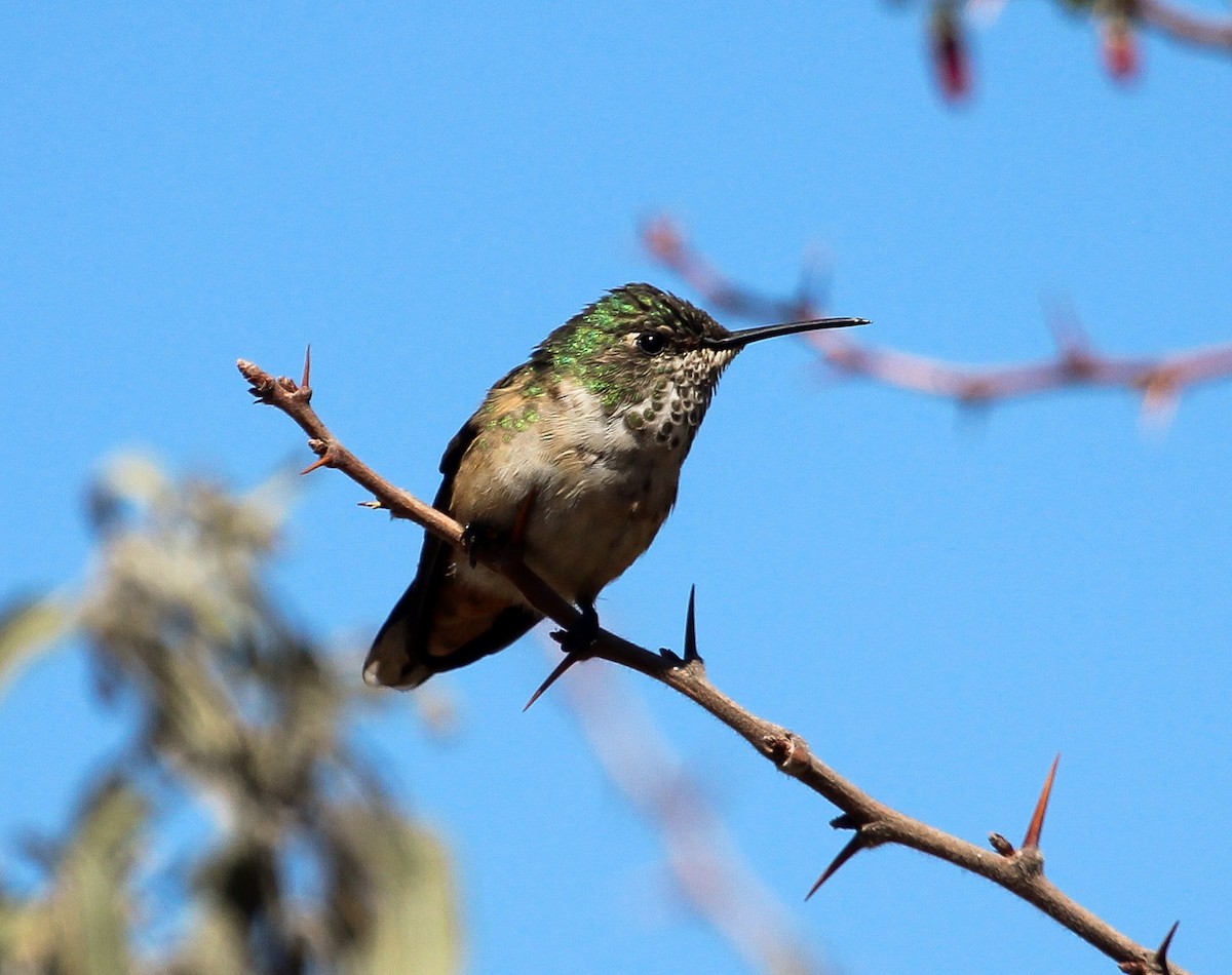 Broad-tailed Hummingbird - ML204816271