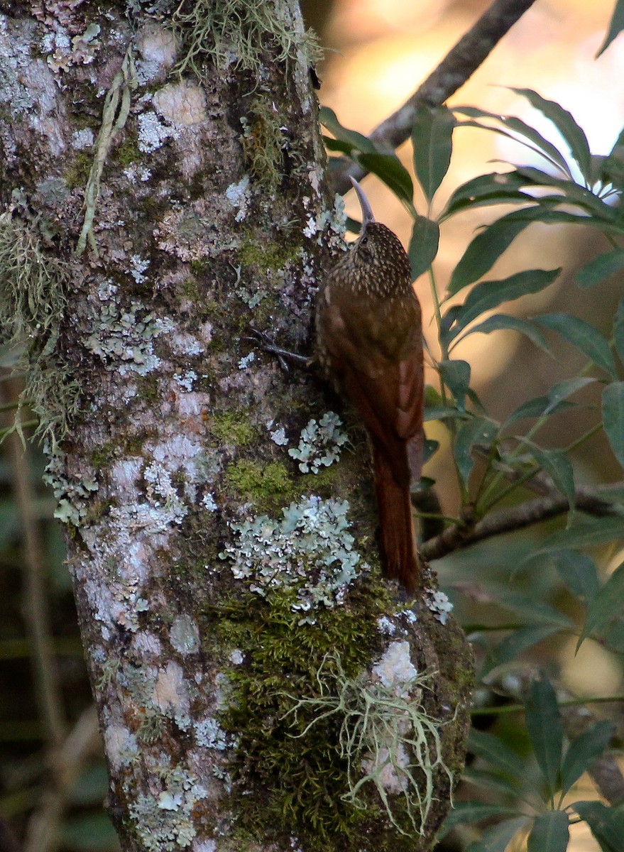 Spotted Woodcreeper (Spotted) - Luis Mario Arce