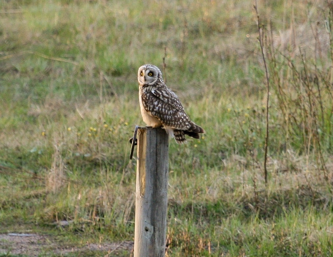 Short-eared Owl (Northern) - ML204816571