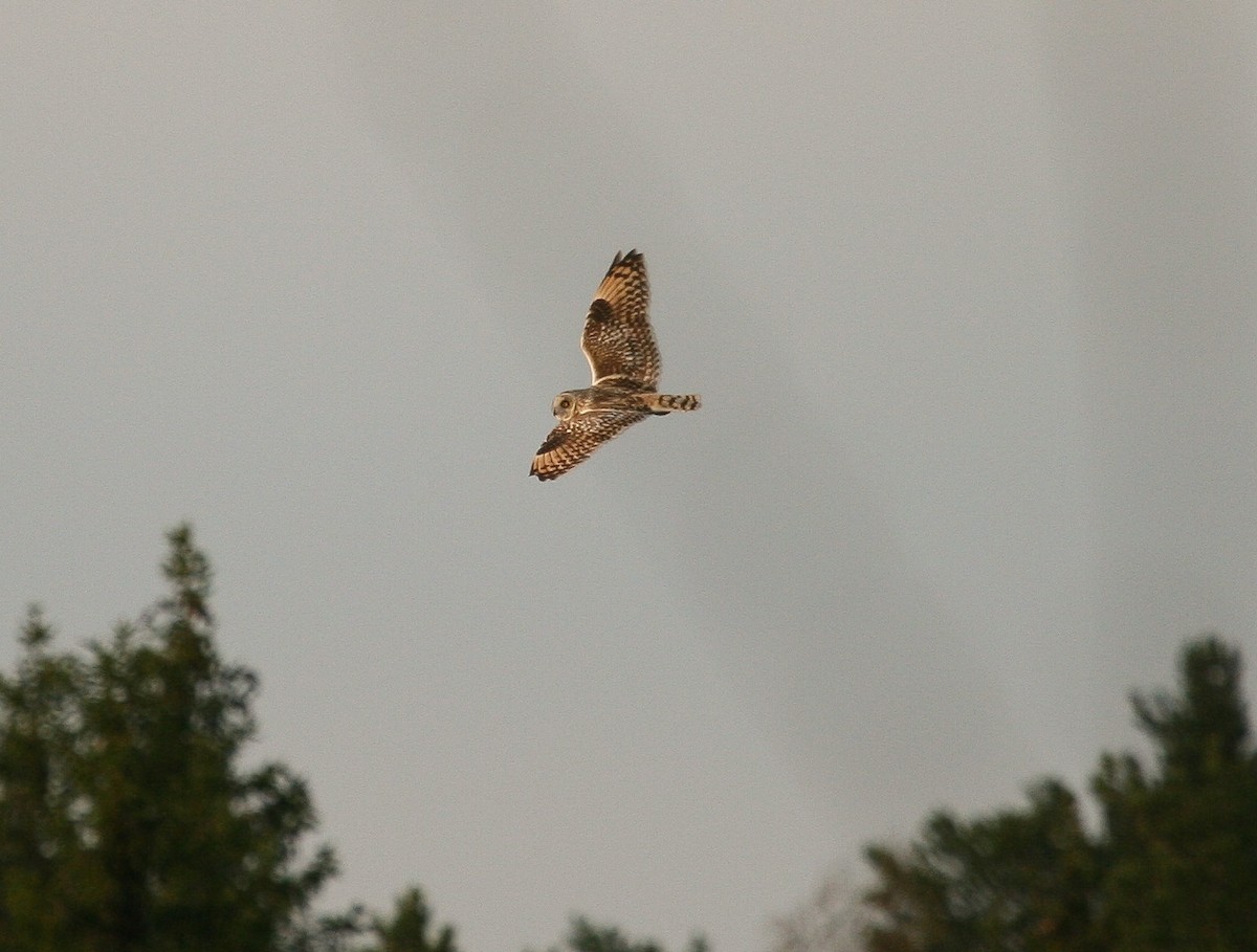 Short-eared Owl (Northern) - ML204816581