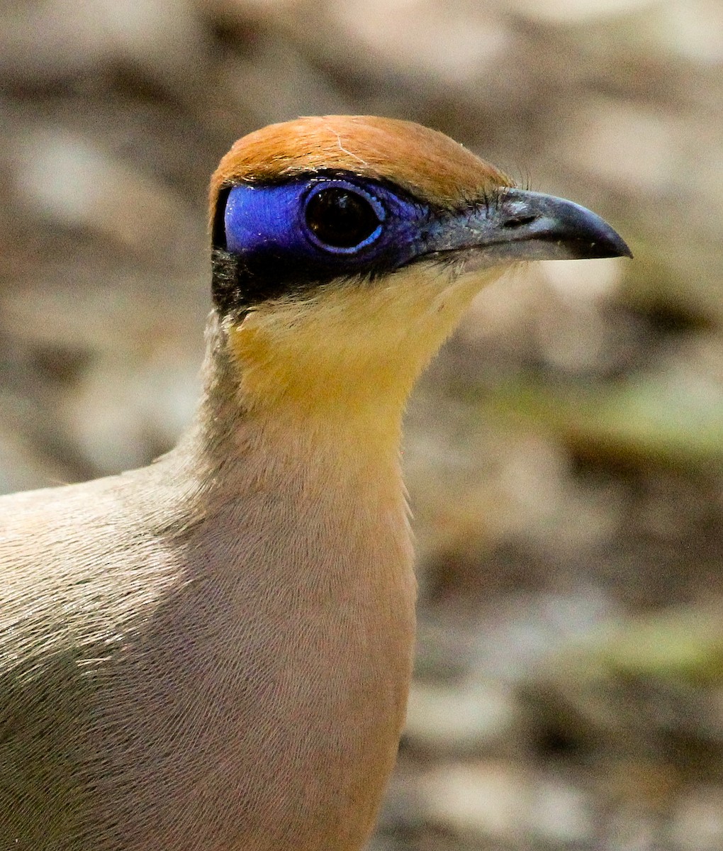 Red-capped Coua (Red-capped) - Luis Mario Arce