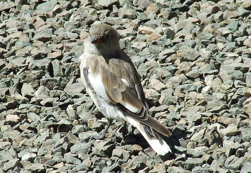 White-winged Snowfinch - oscar delareina