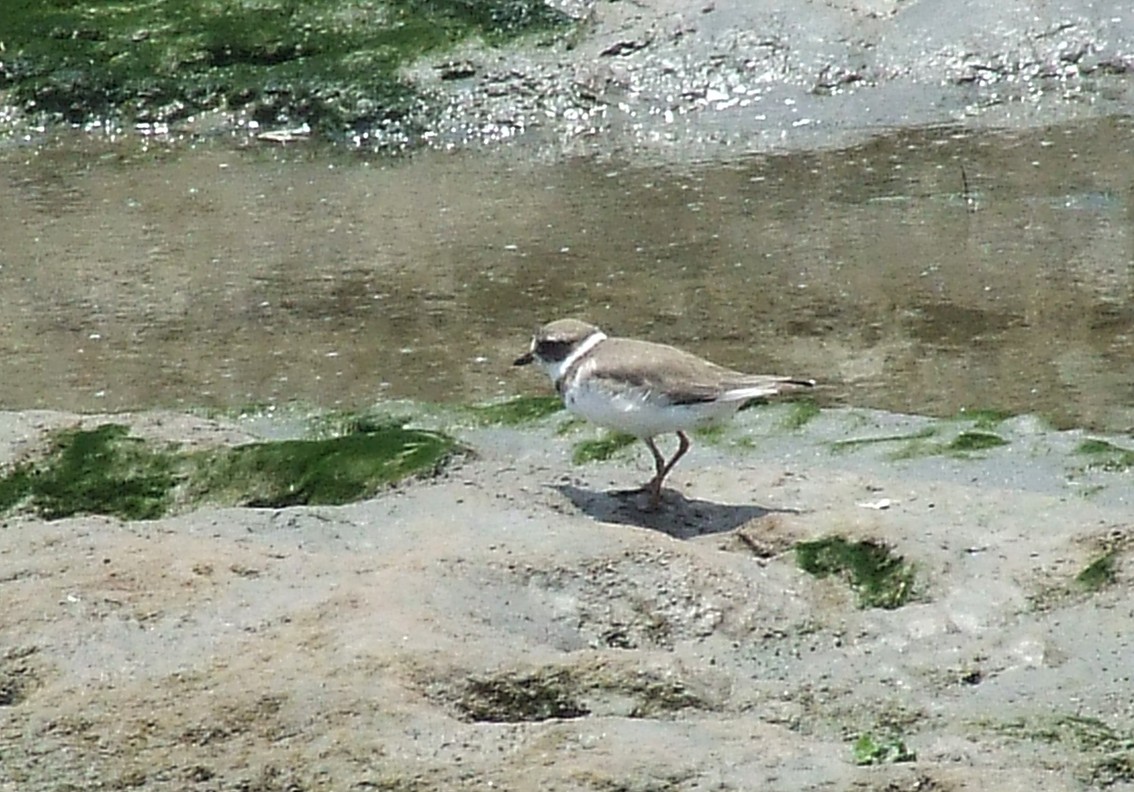 Semipalmated Plover - ML204817551