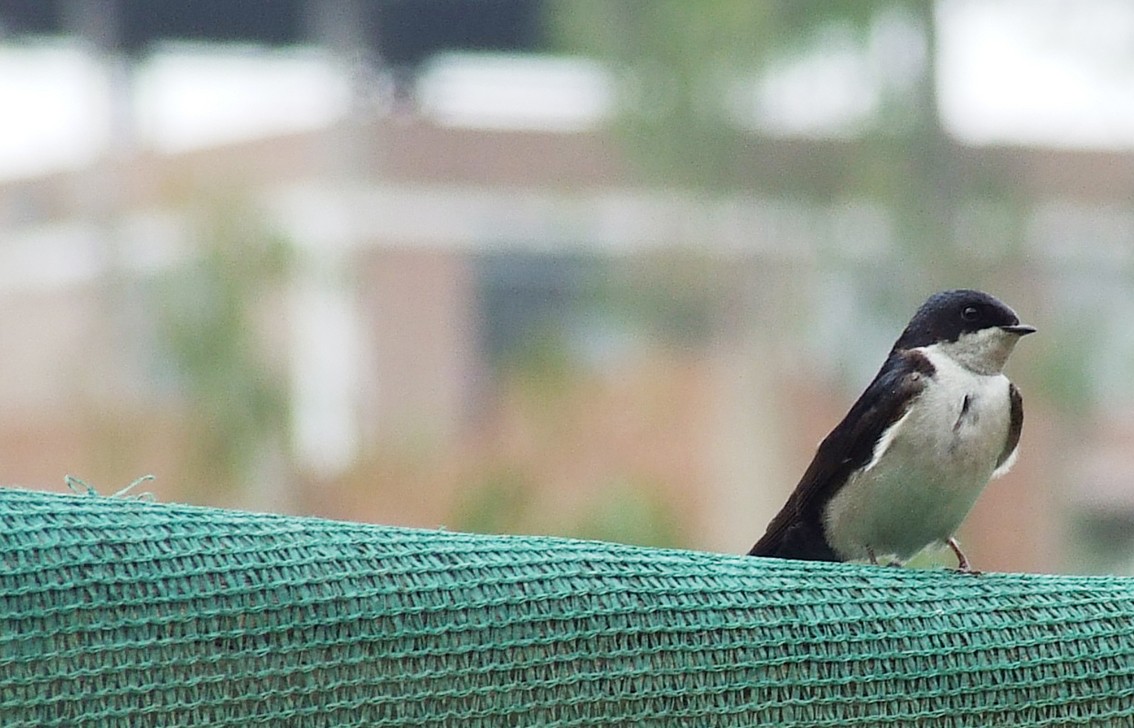 Blue-and-white Swallow - oscar delareina