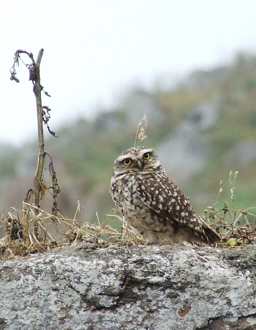 Burrowing Owl - oscar delareina