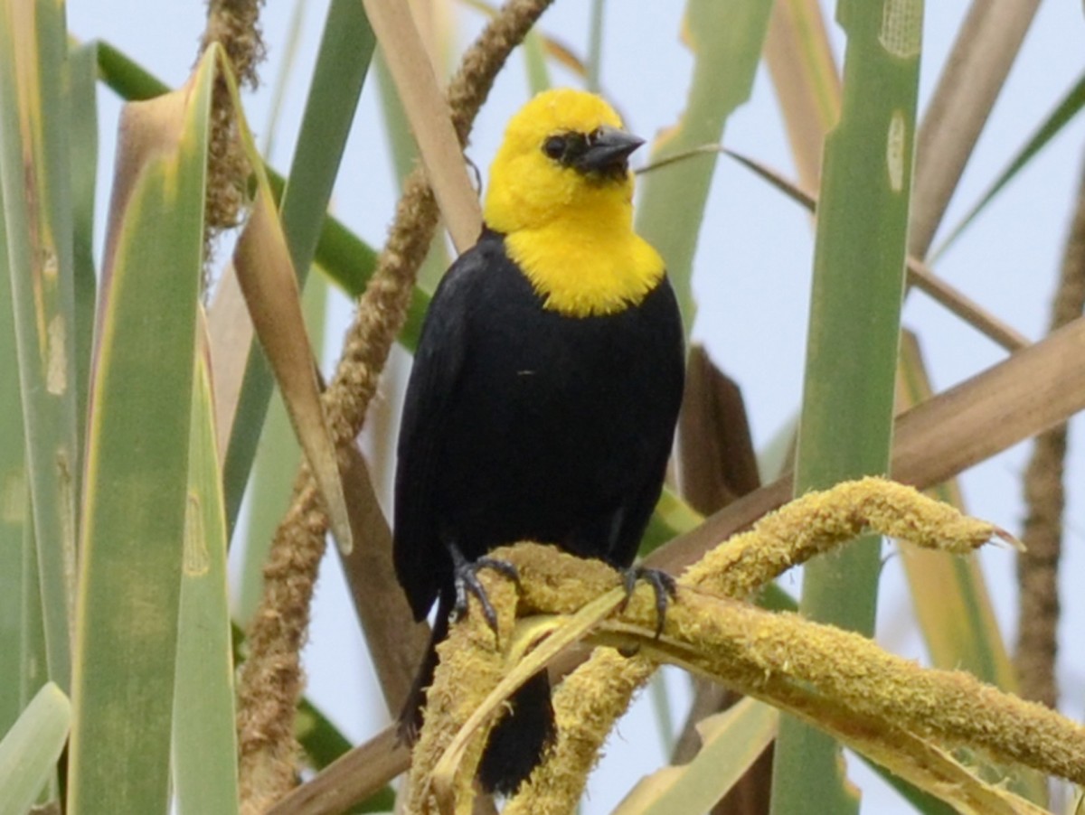 Yellow-hooded Blackbird - oscar delareina